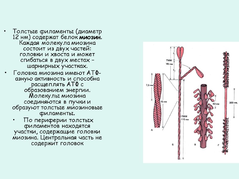 Толстые филаменты (диаметр 12 нм) содержат белок миозин. Каждая молекула миозина состоит из двух